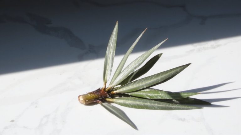 best stems available