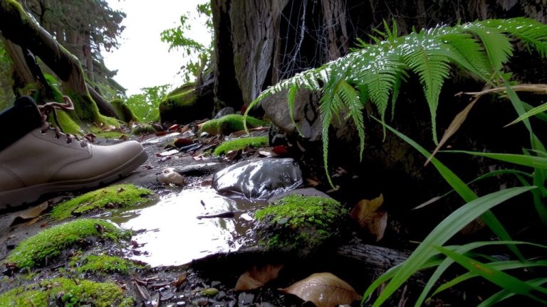 dew point predicts trail wetness