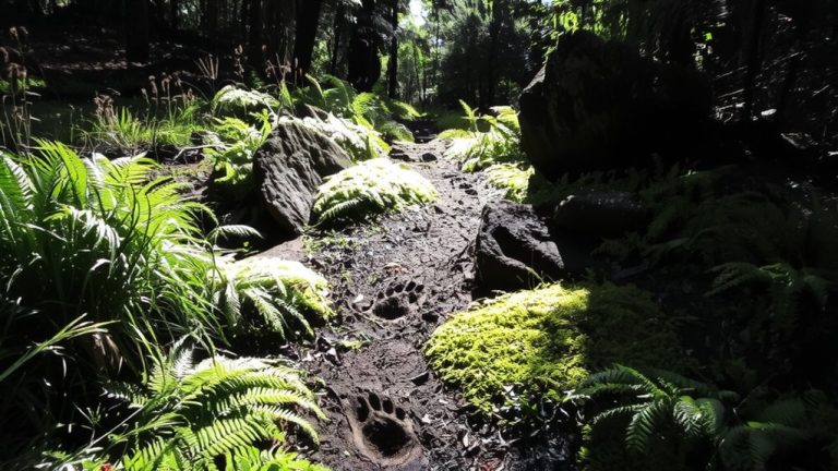 early summer trail visibility