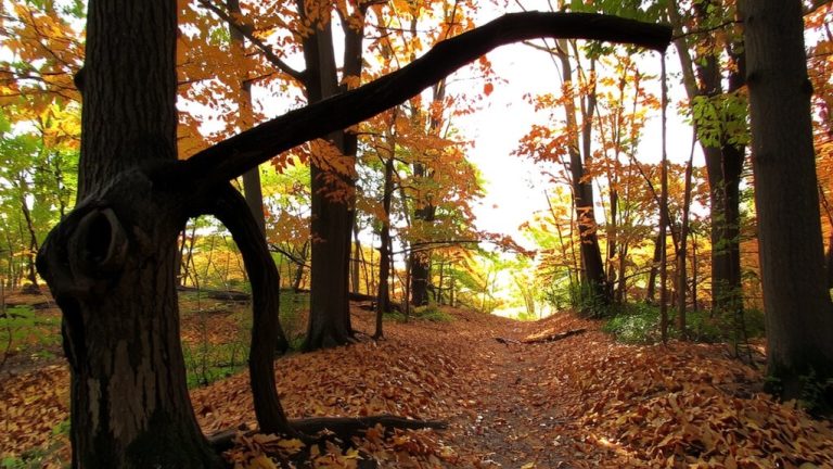 fall foliage branch danger