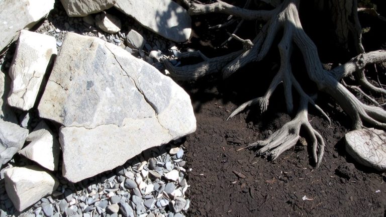 rock gardens vs root lattices