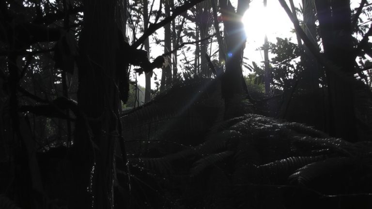 sightlines through underbrush training