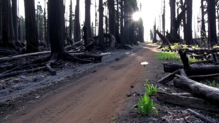 stay on designated paths
