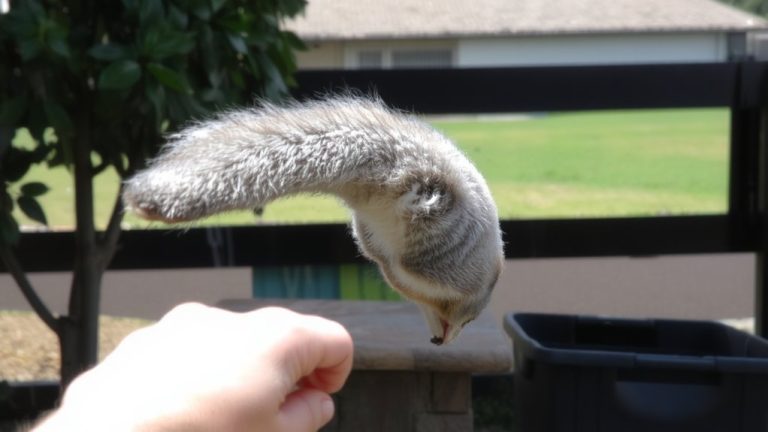 tail movement force response