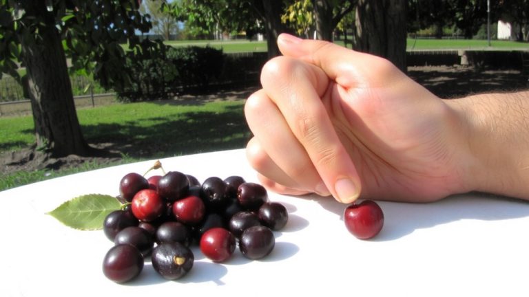 tart cherries reduce soreness