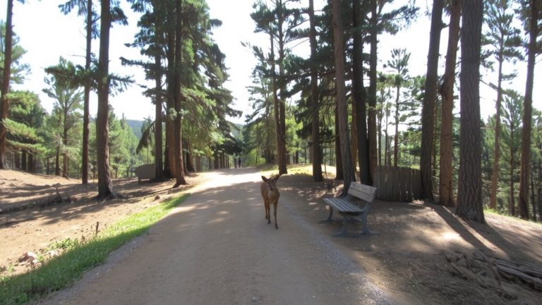 trail design and maintenance